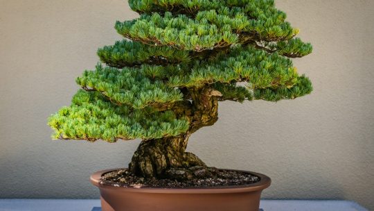 Ontdek de kunst van Bonsai boom: kies de perfecte boom voor jouw huis