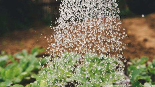 5 Redenen om een Professionele Tuinman voor je Tuin in Utrecht In te Schakelen