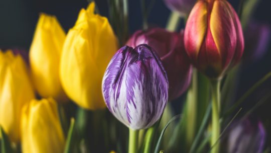 Tulpenmania: De Opkomst en Val van een Bloemenkoorts