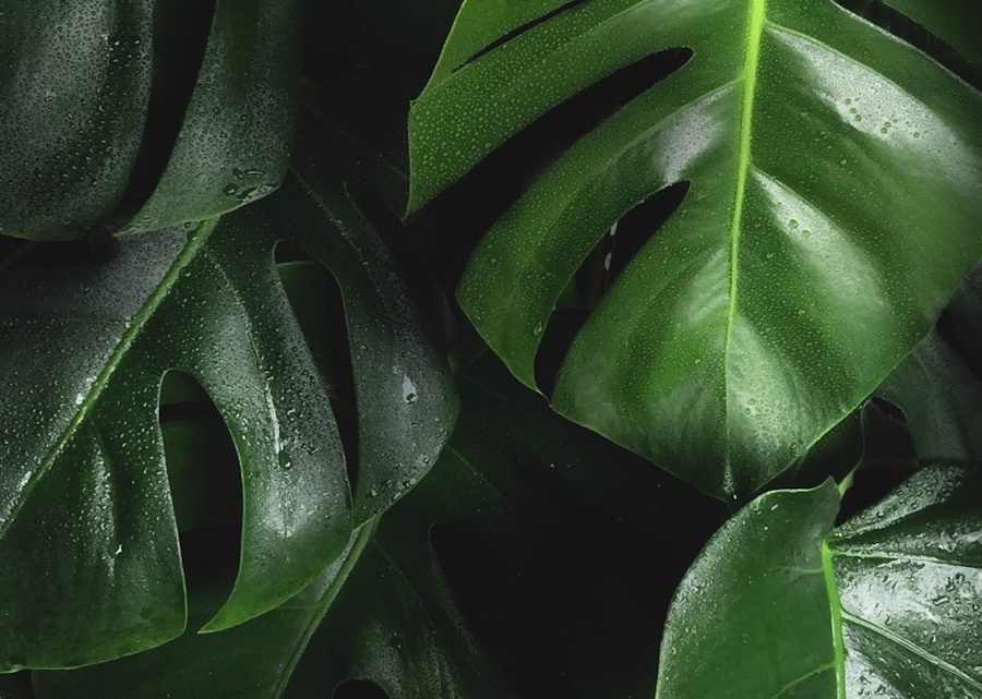 Creëer een Groene Oase met Duurzame Bamboe Plantenbakken